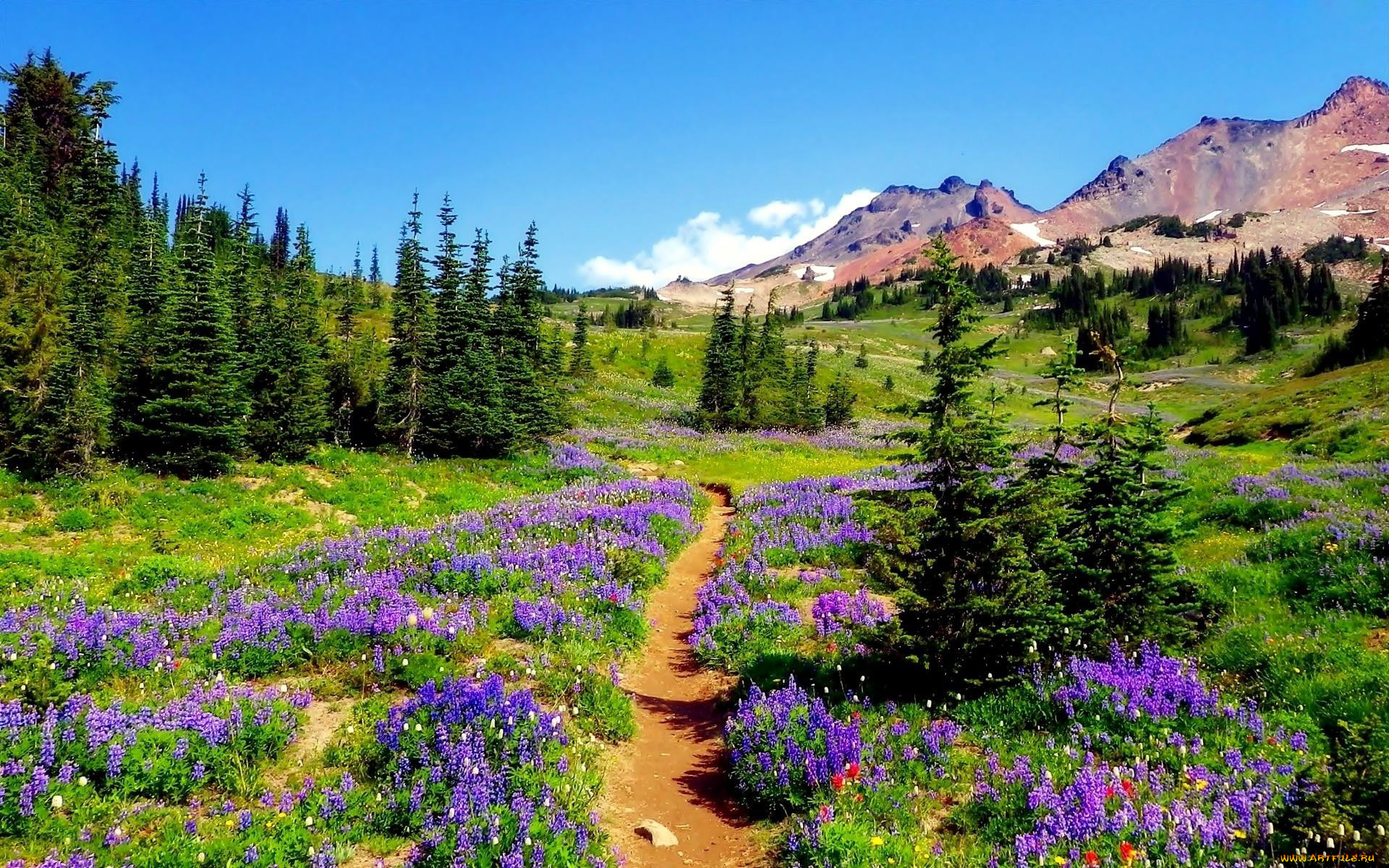 Mountain plants. Альпийские Луга Германии. Луга горы растения тропинка. Пейзажи природы. Красивый луг.